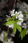 Hortulan plum